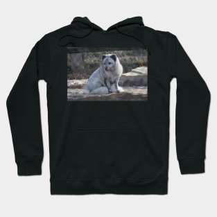 Arctic Fox Hoodie